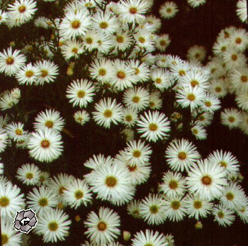 <h4>Euca Cinerea 400 Gr Xxl</h4>