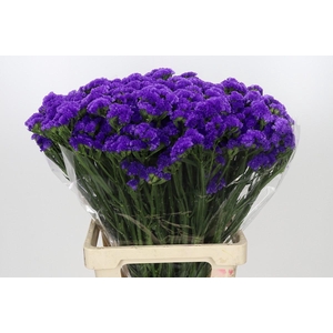 Limonium Sinuatum Blue Wings
