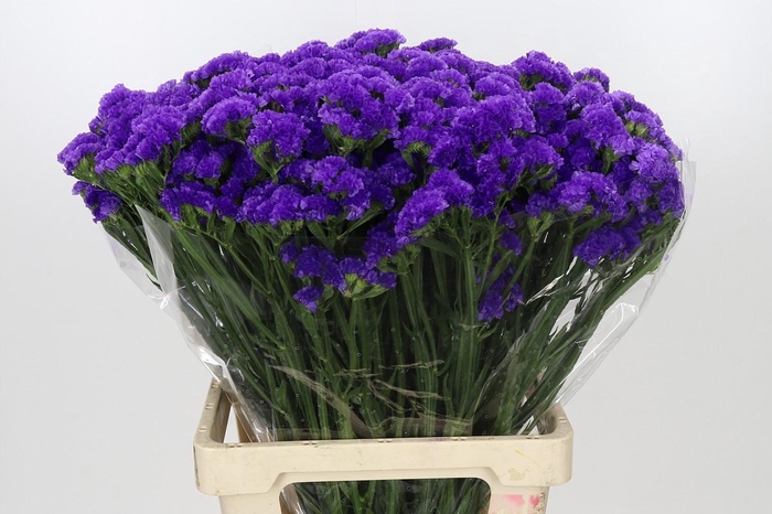<h4>Limonium Sinuatum Blue Wings</h4>