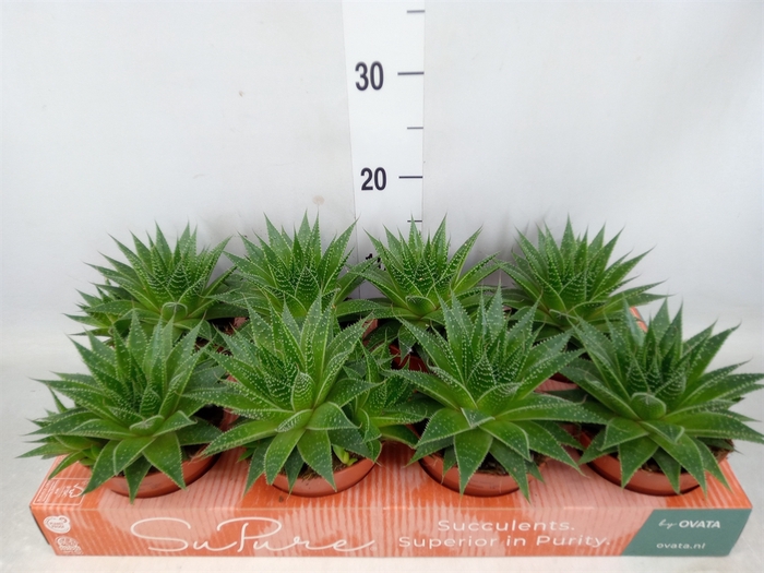 <h4>Aloe aristata 'Gladiator Rock'</h4>