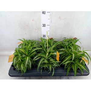 Chlorophytum com. 'Bonnie'