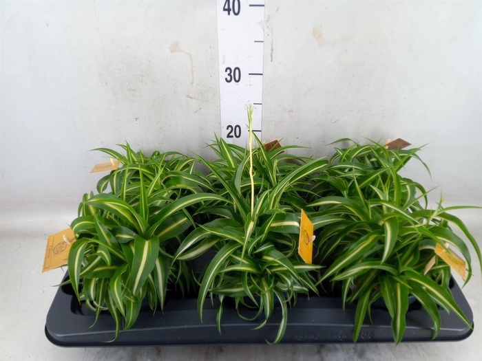 <h4>Chlorophytum com. 'Bonnie'</h4>