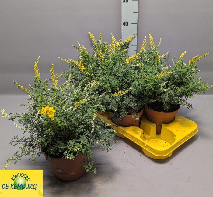 <h4>GENISTA X SP</h4>