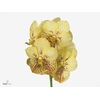 Vanda Yellow Henna