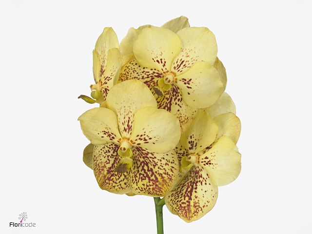 Vanda Yellow Henna