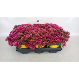 Sedum spurium 'Spot on deep Rose'