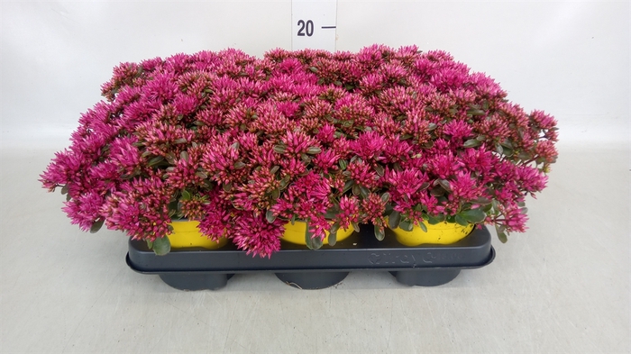 <h4>Sedum spurium 'Spot on deep Rose'</h4>