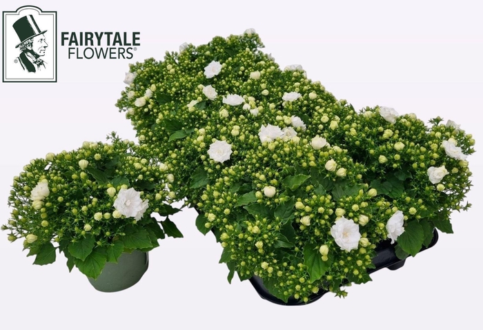 <h4>CAMP WHITE LIKE MEE</h4>