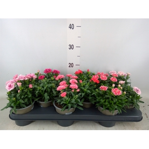 Dianthus  'Oscar'   ...mix
