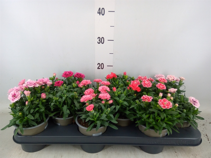 <h4>Dianthus  'Oscar'   ...mix</h4>
