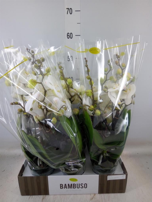<h4>Phalaenopsis   ...white</h4>