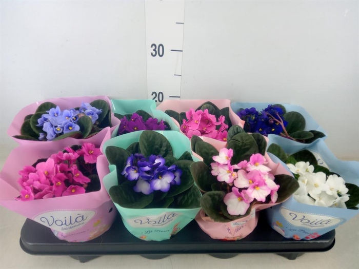 <h4>Saintpaulia   ...mix</h4>