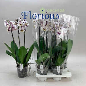 PHAL OV