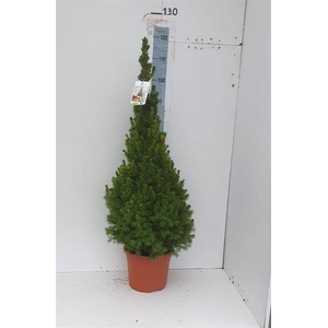 PICEA GL CONICA