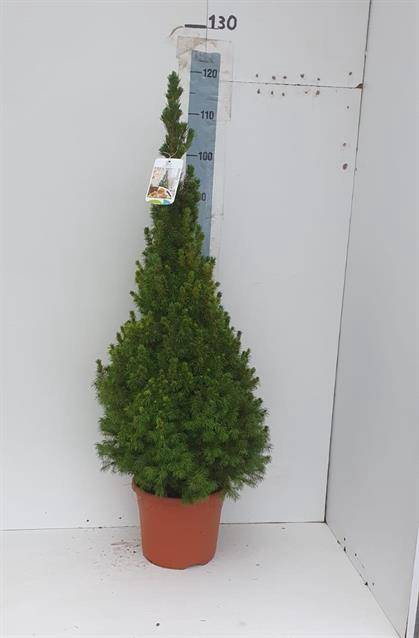 PICEA GL CONICA