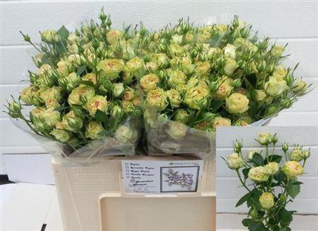 <h4>R Tr Romantic Pepita</h4>