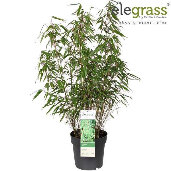 <h4>Fargesia rufa P23</h4>