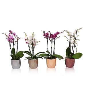 Phal. Multi 3-tak mix in BGC969 Vlakkenpot Metallic