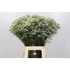 Limonium Pinna Colada