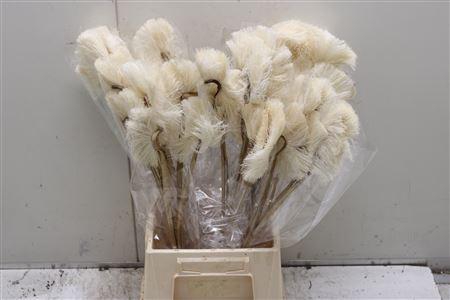 <h4>Crane Bird Bleached</h4>