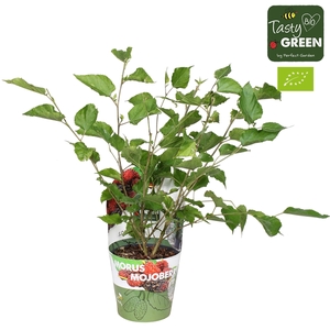 Morus mulle 'Mojoberry' Bio P14 potcover