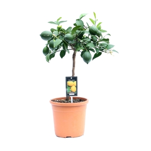 Citrus Meyer