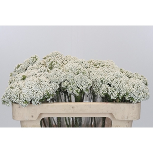 Ozothamnus Booming White