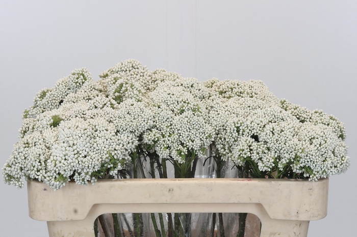 <h4>Ozothamnus Booming White</h4>