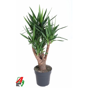 Yucca