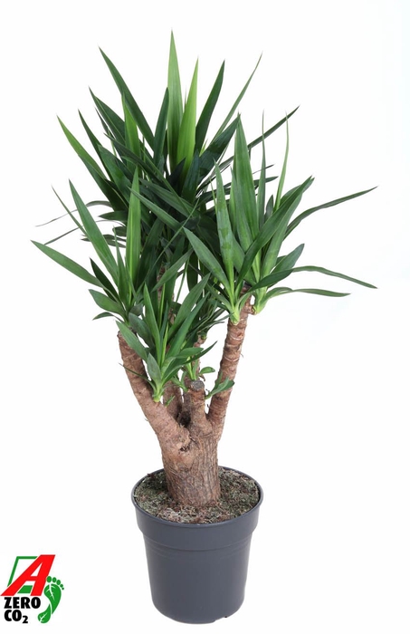 <h4>Yucca</h4>