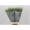 Panicum Fountain