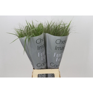 Panicum Fountain