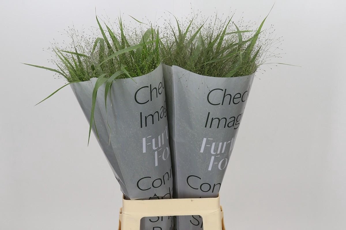 <h4>Panicum Fountain</h4>