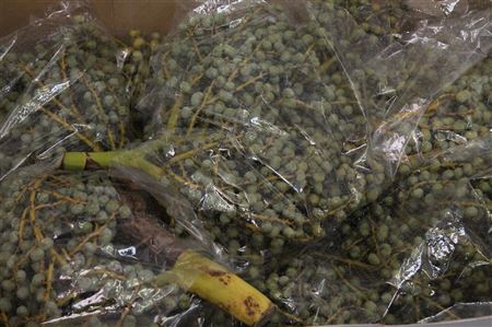 <h4>Dadels Per Kilo X10</h4>