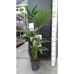 Howea forsteriana