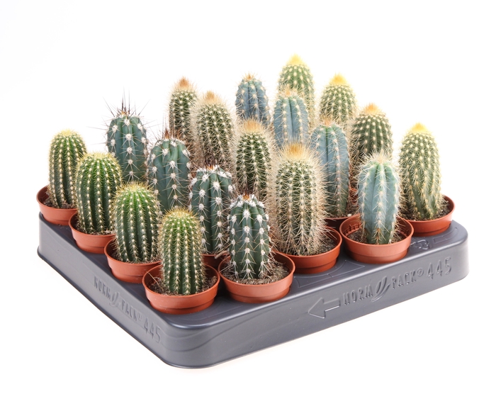 <h4>Cactus Gemengd Zuil</h4>