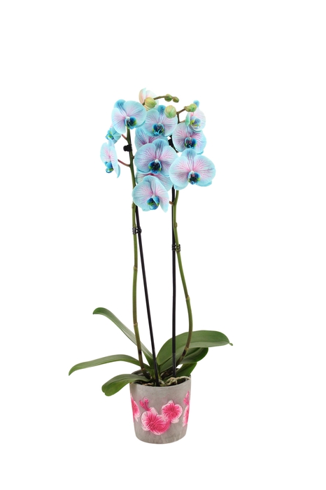 <h4>Fiore Pink Phal I Am Bubblegum 2T14+</h4>