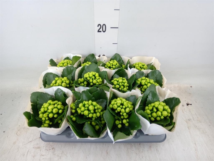 <h4>Kalanchoe  'MoreFlow Paris'</h4>