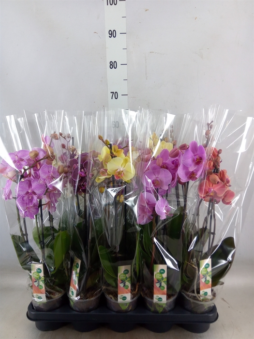 <h4>Phalaenopsis   ...mix</h4>