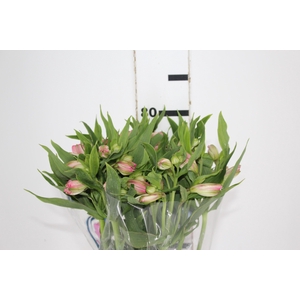 ALSTROEMERIA TOURMALINE 080 CM ROSA