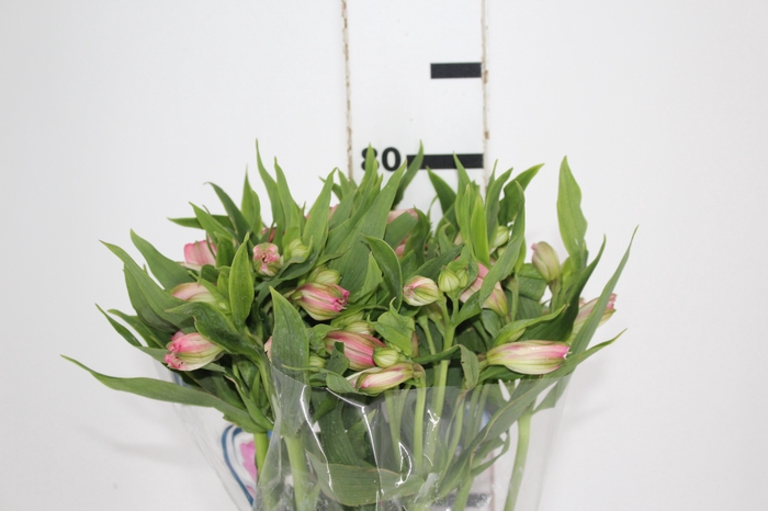 ALSTROEMERIA TOURMALINE 080 CM ROSA