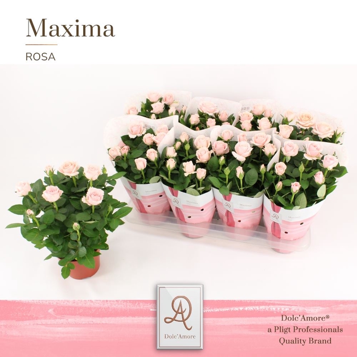 <h4>Rosa Amorosa Infinity Soft Pink</h4>