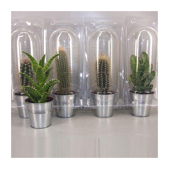 <h4>CACTUS GEM</h4>