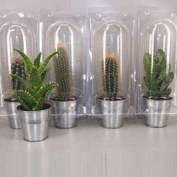 <h4>CACTUS GEM</h4>