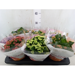 Kalanchoe blos. 'RoyalDon'   ..mix