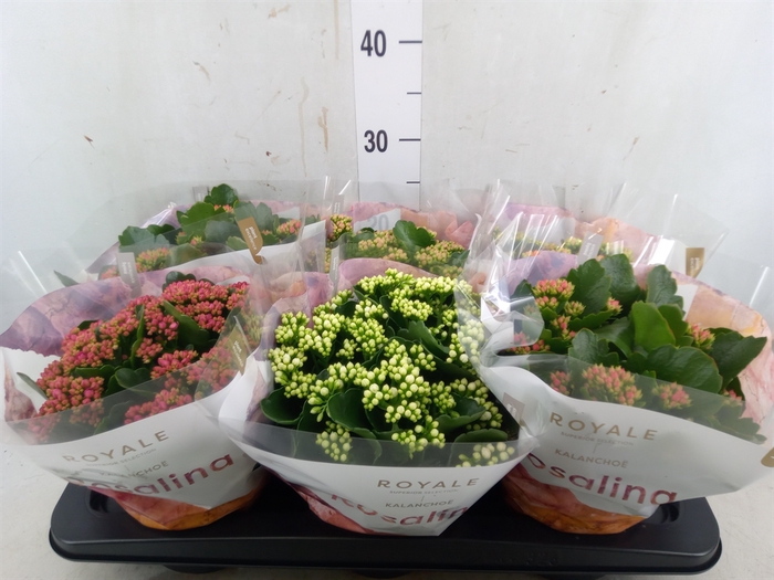 <h4>Kalanchoe blos. 'RoyalDon'   ..mix</h4>
