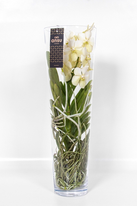 <h4>Vanda White Glas Lisanne</h4>