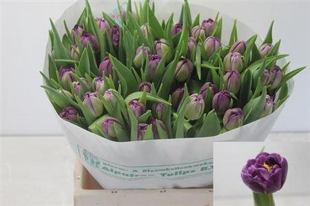 <h4>Tu Du Python</h4>