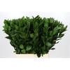 Ruscus Hypophyllum