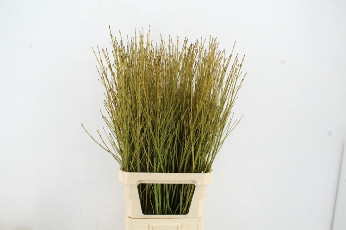 <h4>CORNUS S FLAVIRAMEA</h4>